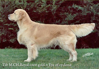 Lo standard della razza Golden Retriever